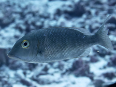 Lethrinus borbonicus
