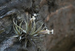 Tillandsia xiphioides xiphioides