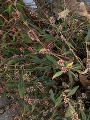 Persicaria pensylvanica