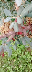 Magnoliopsida