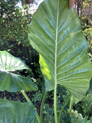 Alocasia