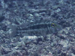 Lethrinus borbonicus