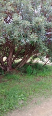 Magnoliopsida