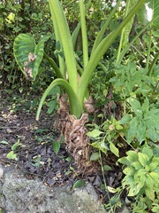 Alocasia