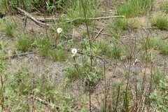 Pavonia betonicaefolia