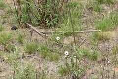 Pavonia betonicaefolia