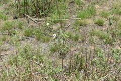 Pavonia betonicaefolia