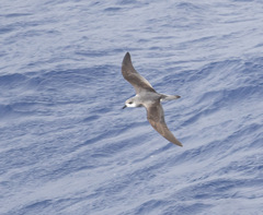 Pterodroma nigripennis