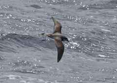 Pterodroma nigripennis