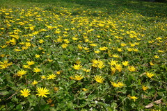 Arctotheca prostrata