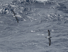 Pterodroma nigripennis