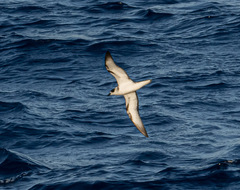 Pterodroma cervicalis