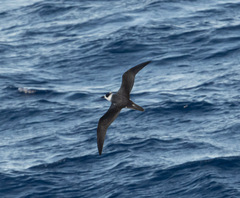 Pterodroma cervicalis