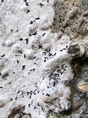 Arthonia radiata