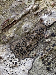 Alyxoria varia