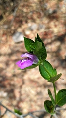 Poikilacanthus tweedieanus