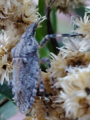 Brochymena