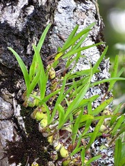 Polystachya ottoniana