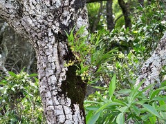 Polystachya ottoniana