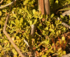 Bacopa monnieri