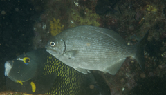 Kyphosus bigibbus
