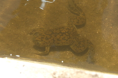 Xenopus laevis