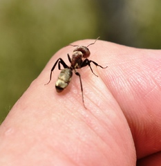 Camponotus rosariensis