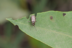 Disonycha bicarinata