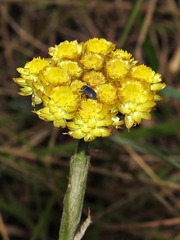 Helichrysum