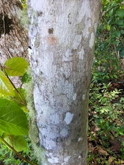 Alchornea latifolia