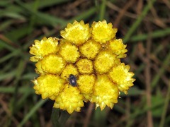 Helichrysum
