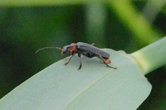 Cantharis fusca