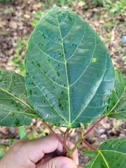 Alchornea latifolia
