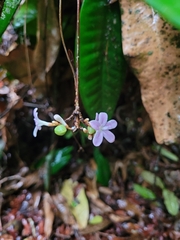 Conchocarpus macrophyllus