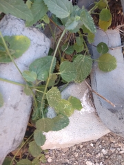 Rhynchosida physocalyx