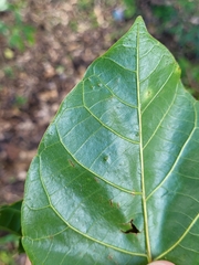 Alchornea latifolia