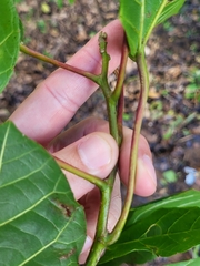 Alchornea latifolia