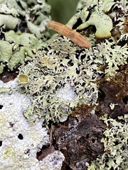 Hypogymnia lophyrea