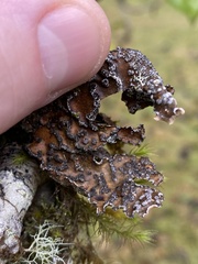 Lobaria anomala