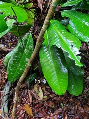 Conchocarpus macrophyllus