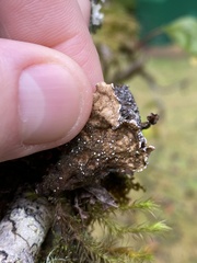 Lobaria anomala