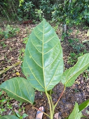 Alchornea latifolia