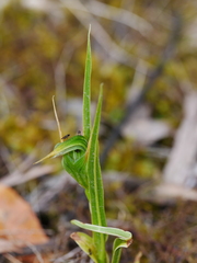 Pterostylis montana