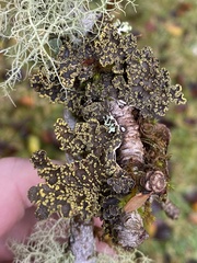Pseudocyphellaria citrina