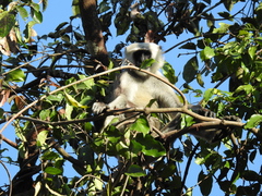 Semnopithecus schistaceus