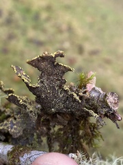 Pseudocyphellaria citrina