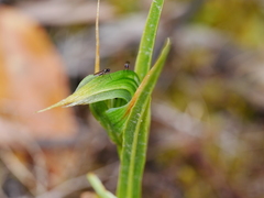 Pterostylis montana