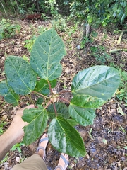 Alchornea latifolia