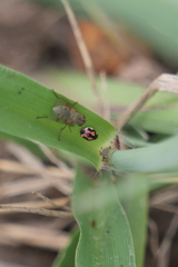 Hyperaspis festiva