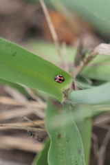Hyperaspis festiva